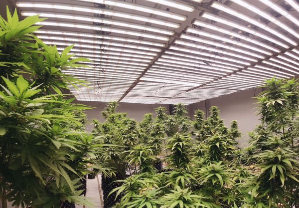 1000w led grow lights for cannabis
